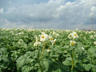 Россельхознадзор проверил картофельные поля в Старицком районе Тверской области