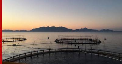 Шотландия лишилась десятков тысяч лососей