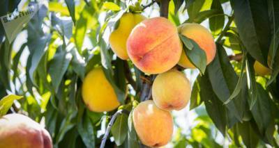 Грузия экспортировала почти 24 тысячи тонн персиков и нектаринов