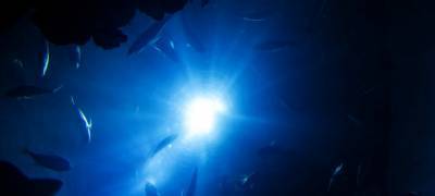 Рыбаки выловили жуткое глубоководное существо (ФОТО)
