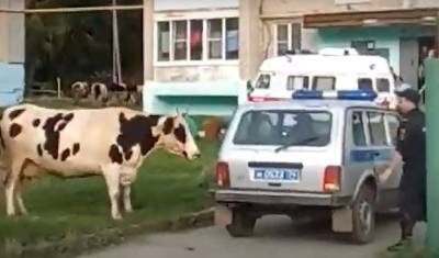 Стадо агрессивных коров атаковало полицейских в Верхнем Уфалее