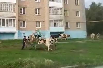 Стадо беспризорных коров атаковало горожан и полицию в Челябинской области
