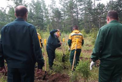 Акция «Сохраним лес» началась на Камчатке