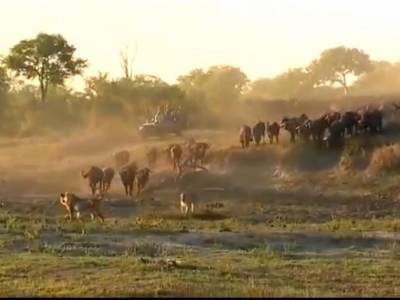 «Клип взорвал Сеть»: напавшим на стадо буйволов львам пришлось пожалеть об этом
