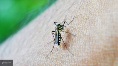 Британские ученые нашли спасение от коронавируса в репеллентах от комаров