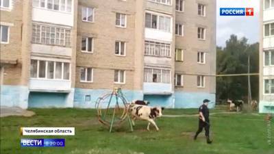 Суровые коровы атаковали челябинские дворы: хозяев животных накажут