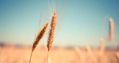 Вloomberg: Россия получила преимущество в борьбе с Украиной на рынке зерна