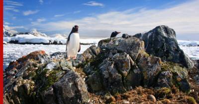 Ученые выяснили, когда в Антарктиде не было льда - profile.ru - Новая Зеландия - Антарктида