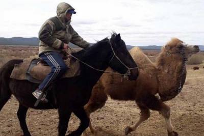 В Хоринском районе Бурятии фермер начнет разводить верблюдов