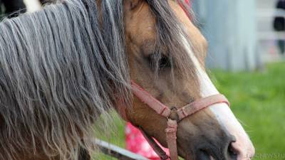 Во Франции ищут злоумышленников, жестоко уродующих лошадей