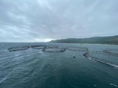 В Шотландии лососи «сбежали» с рыбной фермы