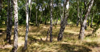 На месте бывших немецких кладбищ в Калининграде планируют обустроить парк