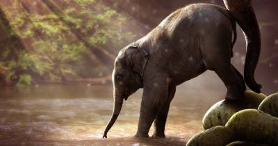 В зоопарке нервных слонов утешат каннабисом