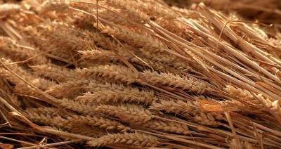 Белорусские аграрии намолотили 7,5 млн т зерна