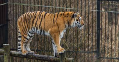 Калининградский зоопарк со 2 сентября сократит часы работы