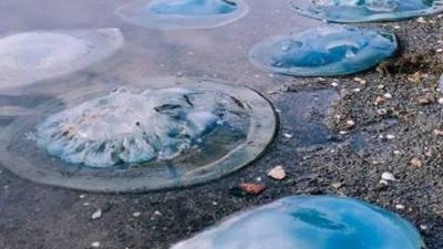 Голубые гиганты массово выбросились на берег в пригороде Владивостока