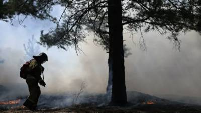 В Воронежской области провели эвакуацию из-за лесных пожаров