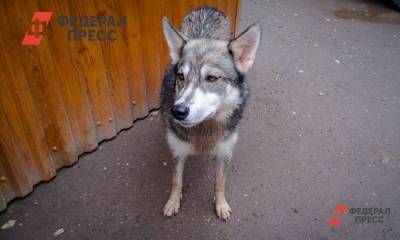 В Алтайском крае женщина натравила собаку на полицейского