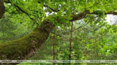 Ограничения на посещение лесов действуют в трех районах Минской области