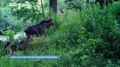 Уникальное многодетное семейство лосей попало в объектив фотоловушки Воронежского заповедника