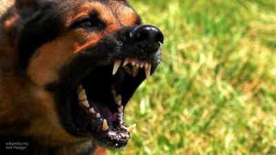 Хозяин частного дома на Алтае спустил пса на полицейского