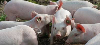 Свиньи без прививок довели жительницу Карелии до штрафа