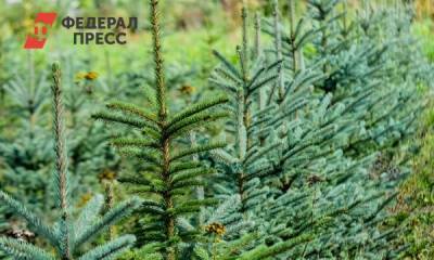 Осенью в Екатеринбурге высадят сотни деревьев и тысячи кустарников