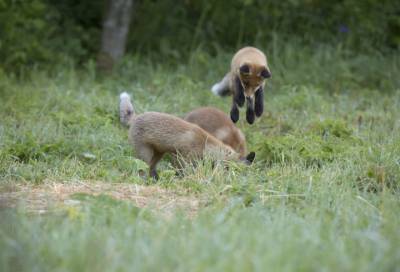 Фото: лисята Нижне-Свирского заповедника подрастают и учатся ловить мышей