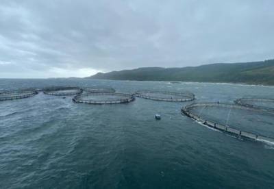В Шотландии во время шторма 50 тысяч лососей сбежали с рыбной фермы