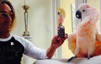 Попугай Игги Попа стал попечителем госпиталя для животных
