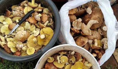 Люди сообщают о множестве грибов в лесах Ишима и Тобольска после сильных ливней