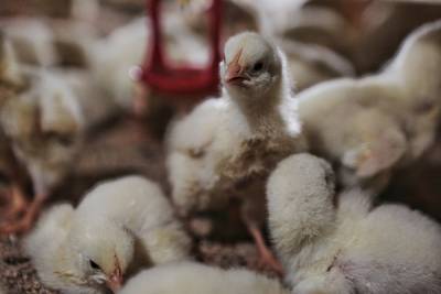 В Увельском районе, где выявили птичий грипп, уничтожили всю домашнюю птицу