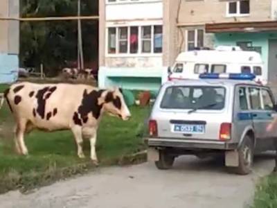 Коровы отбились от стада и пришли в город: на парковке гуляла рогатая скотина