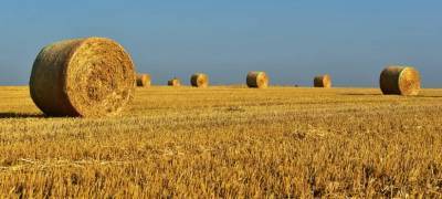 Житель Карелии украл тонну сена для собственных нужд