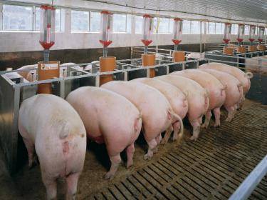 Кормление свиней сочными кормами