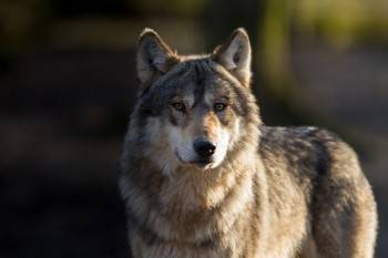 Волки стали чаще облизываться, глядя на жителей Вытегорского района