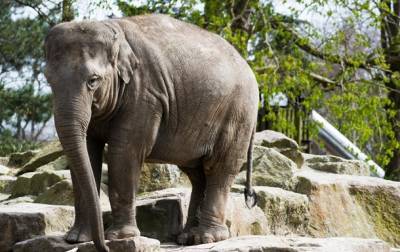 Слонов варшавского зоопарка будут лечить каннабисом