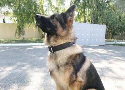 На Ставрополье служебный пес Комбат вычислил угонщика автомобилей