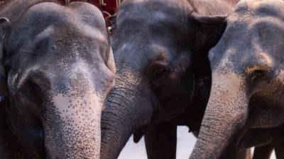 Запашный раскритиковал эксперимент поляков по усмирению слонов наркотиками