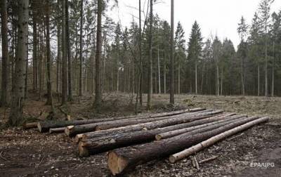 Леса в Ровенской области исчезнут через 30 лет - исследование