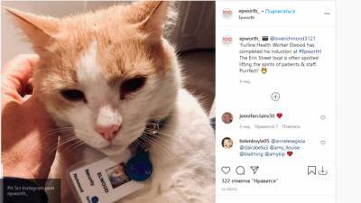 Рыжий кот устроился охранником в частную клинику Мельбурна