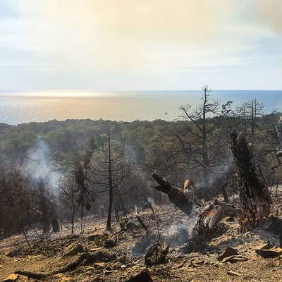 Около 64 гектаров лесов заповедника Утриш пострадали во время лесного пожара