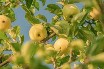 На Ставрополье отчитались о большом урожае яблок
