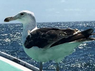 Капитан спас раненую чайку: птица 15 лет прилетает на его лодку