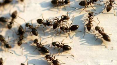 Садовые муравьи на приусадебном участке – польза, вред, народные методы борьбы