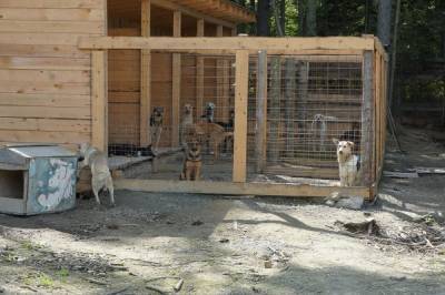 Собачий приют, на который Южно-Сахалинск выделил 10 млн, планируют расширить