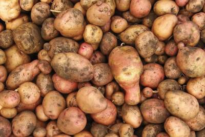 Подорожание картофеля в Забайкалье связано сокращением торговли с Китаем