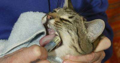 Биологи считают, что лекарства для кошек способны помочь людям с COVID