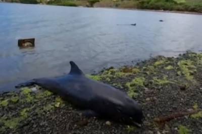 25 китов найдены мертвыми в районе разлива нефти. На Маврикии начались народные волнения
