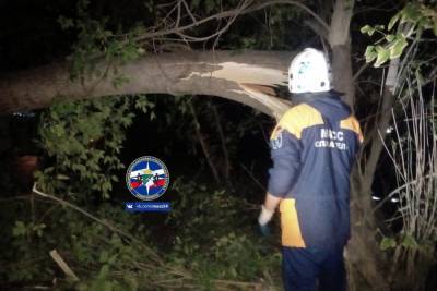Упавшие деревья полностью заблокировали проезжую часть в Новосибирске